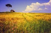 Amber-Waves-of-Grain