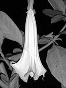 Angel-Trumpet