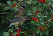 Berries-For-Dinner