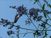 Butterfly-Bush