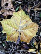 Fall-Leaf-at-Bond-Lake