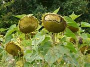 French-Sunflowers