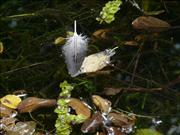 Leaf-in-Water-at-Basel-Zoo