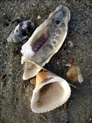 Seashells-on-Oak-Island