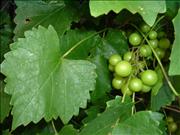 Succulent-Scuppernongs