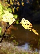 Turning-Leaves-at-Bond-Lake