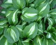 Varigated-Hosta-Lilies